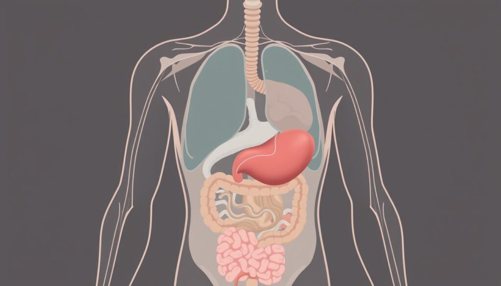 metabolismo